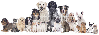 Große Hunde und Katzengruppe