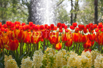 Arrangement of tulips and hyacinth with water fountain