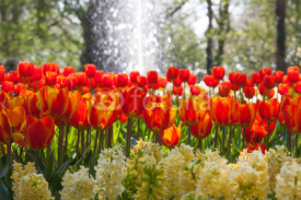 Naklejki Arrangement of tulips and hyacinth with water fountain