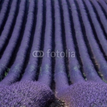 Naklejki lavender field, Plateau de Valensole, Provence, France