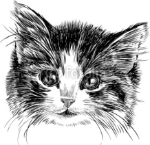 Obrazy i plakaty head of a kitten