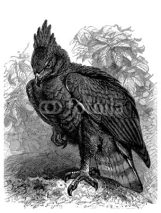 Fototapety Hawk Eagle - Aigle Huppé - Haubenadler