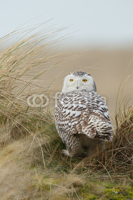 Snowy owl