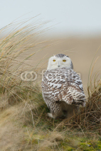 Naklejki Snowy owl