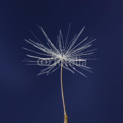 single dandelion seed with drops