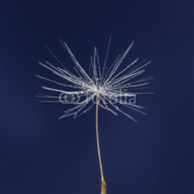 Naklejki single dandelion seed with drops