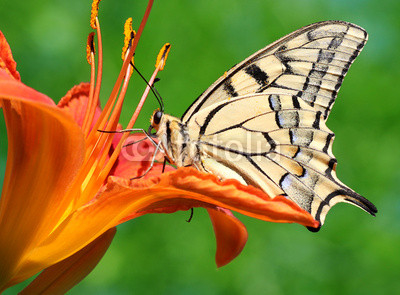 close up of butterfly Papilio Machaon sitting on lily