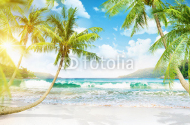 Fototapety Tropical island with palm trees
