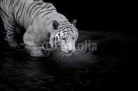 Naklejki White Tiger