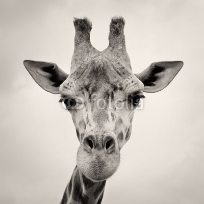 vintage sepia toned image of a Giraffes Head