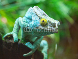 Fototapety Green chameleon