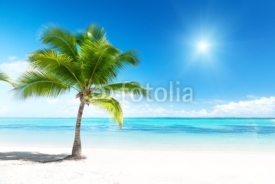 Naklejki palm and sea
