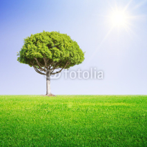Fototapety big tree