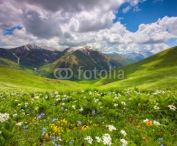 Fototapety Fields of flowers in the mountains. Georgia, Svaneti.