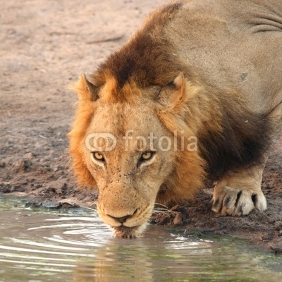 Lion having a drink in Sabi Sands, South Africa
