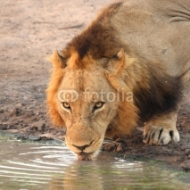 Naklejki Lion having a drink in Sabi Sands, South Africa