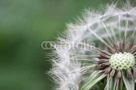 Naklejki beautiful dandelion closeup