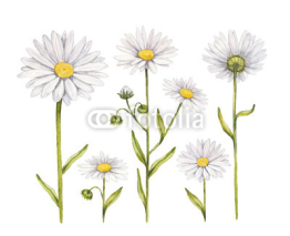 Naklejki Camomile flowers collection. Watercolor illustrations