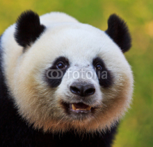 Naklejki Panda bear as Chinese ambassador
