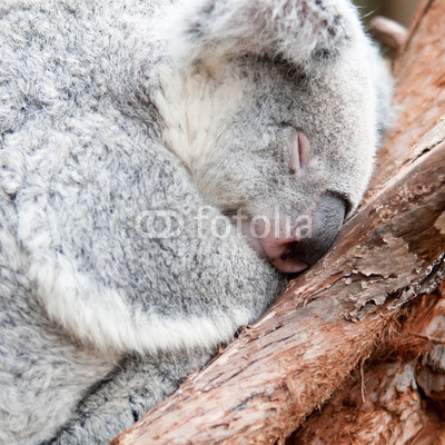 adorable koala bear taking a nap sleeping on a tree