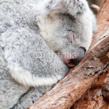 Fototapety adorable koala bear taking a nap sleeping on a tree