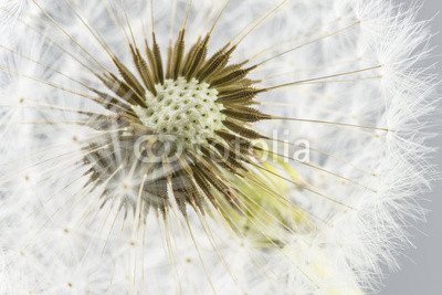 Macro shot of dandelion
