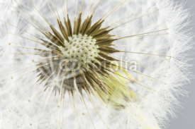 Fototapety Macro shot of dandelion
