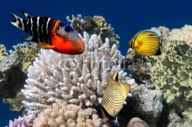 Photo of a coral colony on a reef