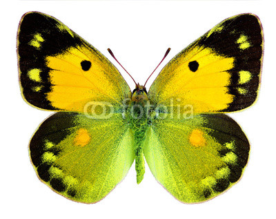 Dark Clouded Yellow (Colias croceus) isolated on white