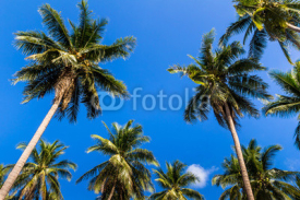 Naklejki Coconut tree on summer