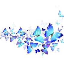 Obrazy i plakaty background of blue butterflies