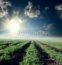 Fototapety Tomato field over the sun set