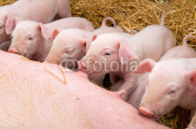 Obrazy i plakaty Newborn piglets suck the breasts of his mother.