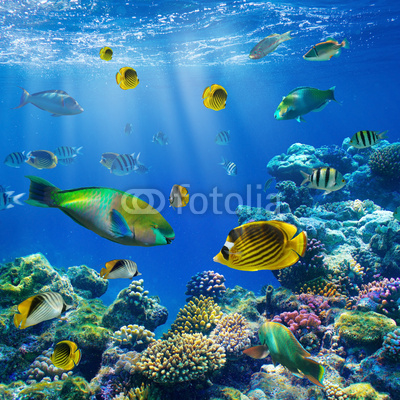 Coral colony and coral fish