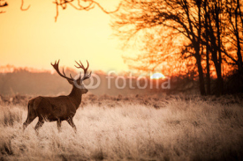 Fototapety Red Deer in Morning Sun.