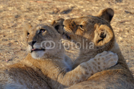 Naklejki Lion cubs playing