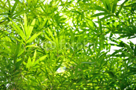 Fototapety bamboo leaves