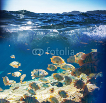 Obrazy i plakaty Fish underwater