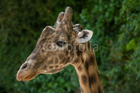 Fototapety Kordofan giraffe (Giraffa camelopardalis antiquorum)