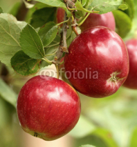 Organic red apples on branch