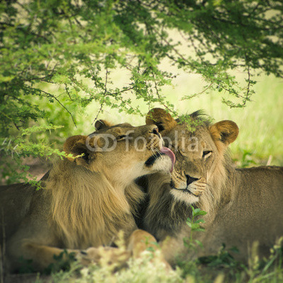 Loving pair of lion and lioness