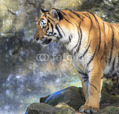 Closeup of a tiger