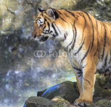Naklejki Closeup of a tiger