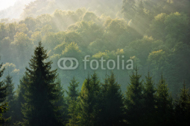 Fototapety spruce forest on foggy sunrise in mountains