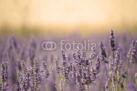 Naklejki Summer Meadow with Flower. Lavender.