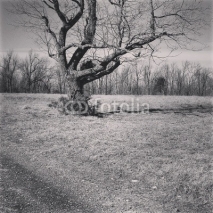 Naklejki Winter tree
