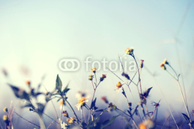 Fototapety Vintage photo of nature background with wild flowers and plants