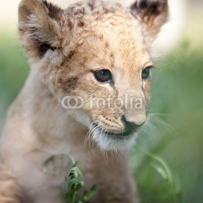 Portrait of small lion cub