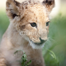 Obrazy i plakaty Portrait of small lion cub