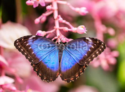 Peleides Blue Morpho on flower blossom